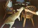 A kangaroo accepting a broccoli handout.